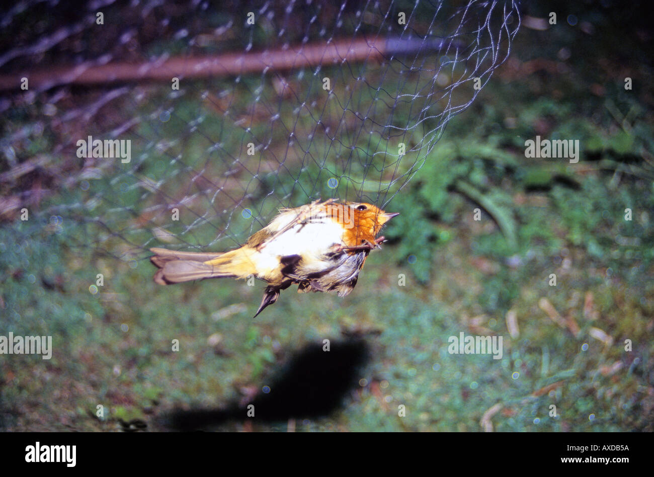 Banding mist net hi-res stock photography and images - Alamy