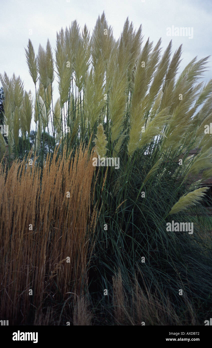 Ornamental grasses Kew Gardens, Surrey UK Stock Photo Alamy