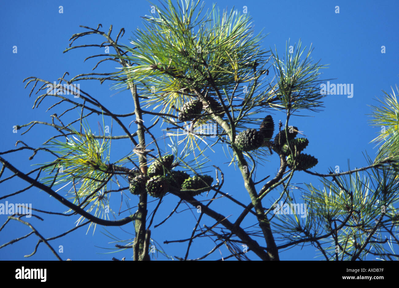 Conifer tree, UK Stock Photo Alamy