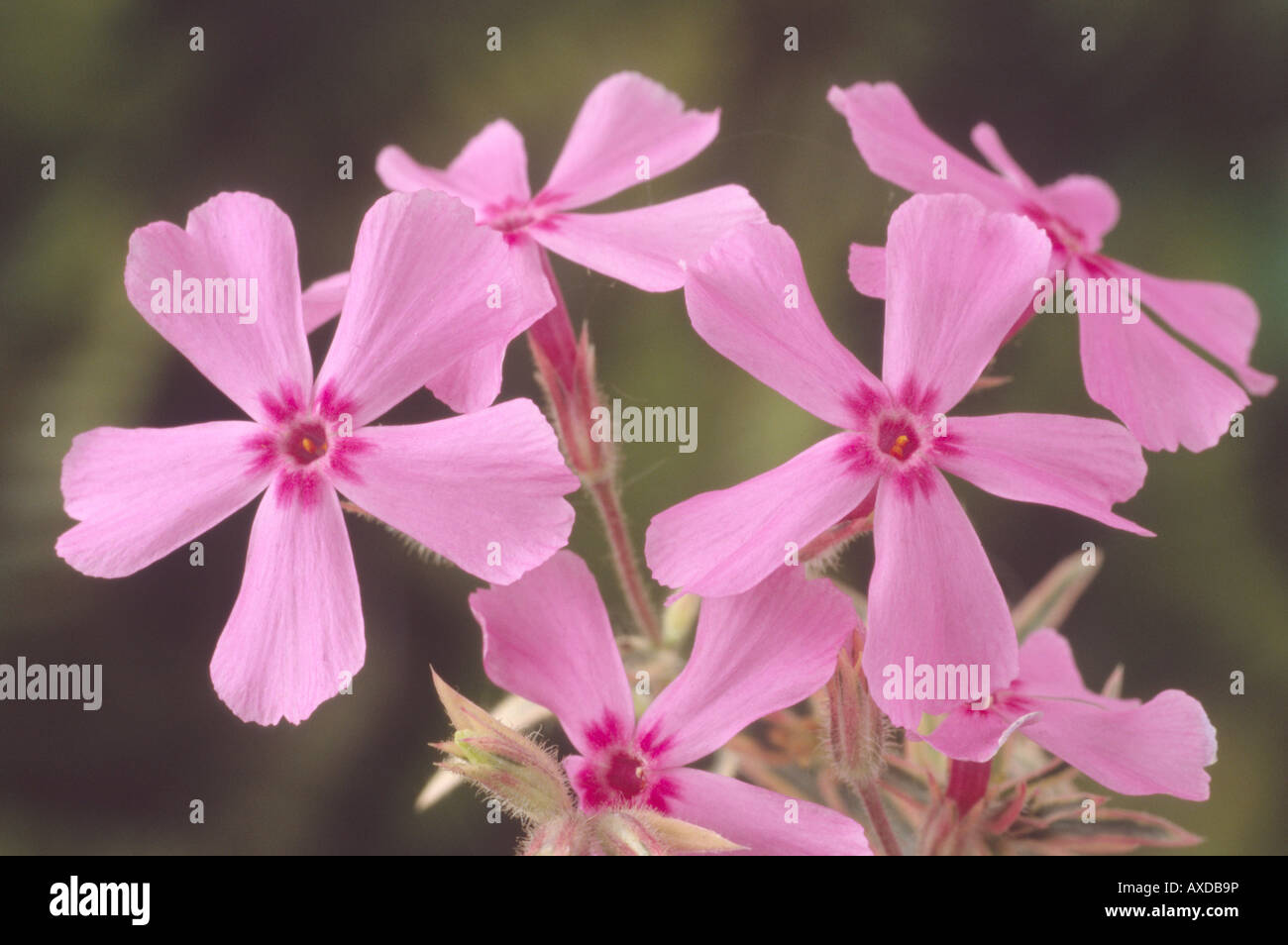 Phlox subulata 'Nettleton Variation' Moss phlox Stock Photo