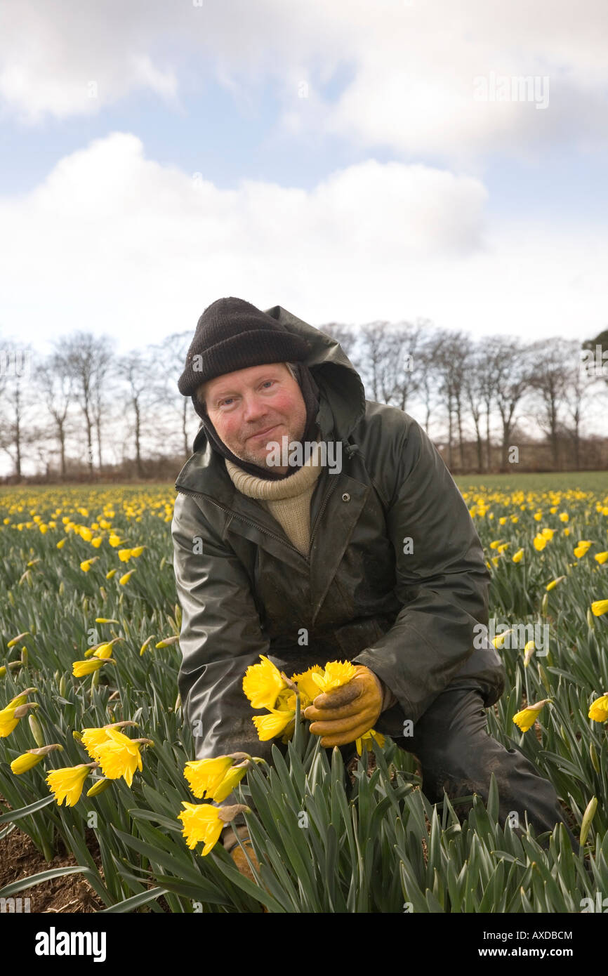 Commercial daffodil growing farming rows hires stock photography and