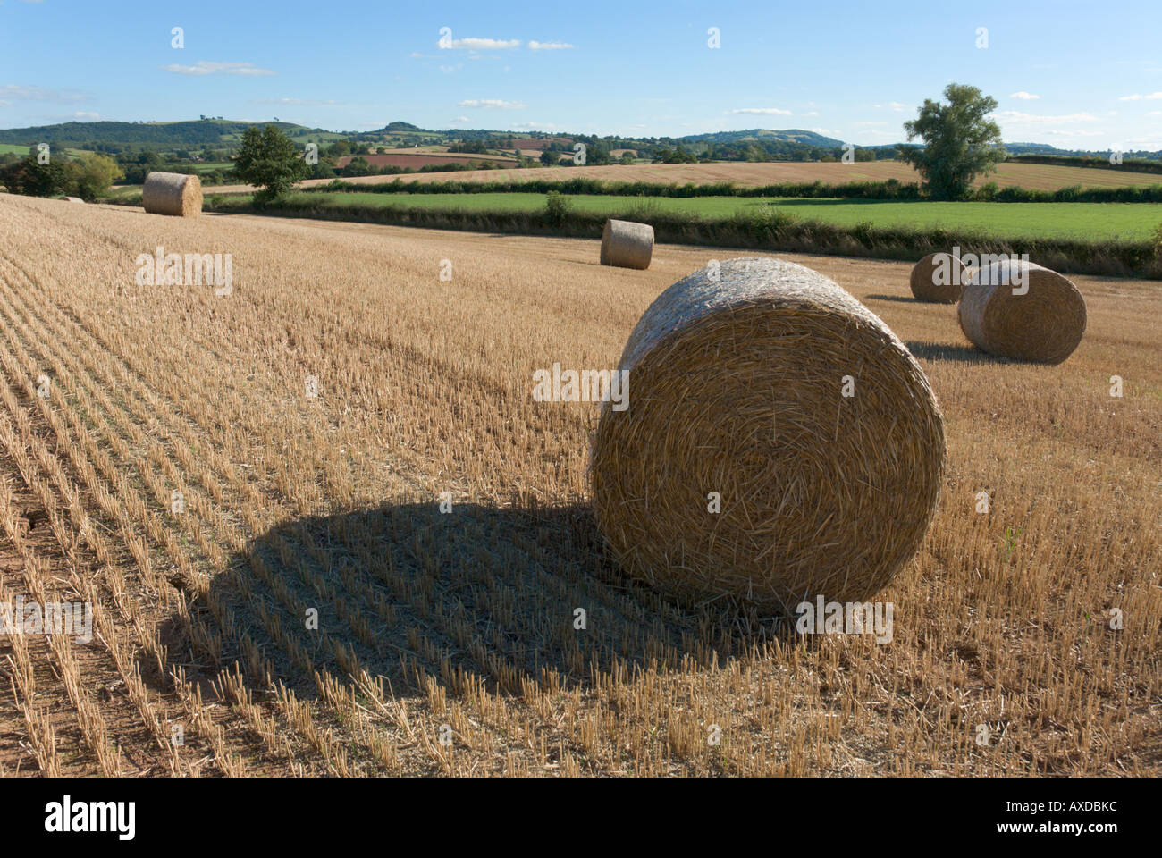 Bales of hay in corn field Stock Photo