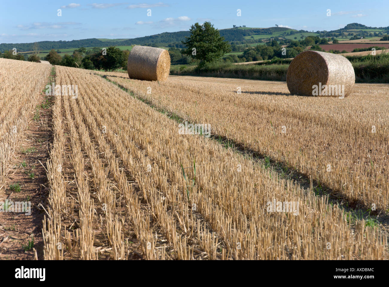 Bales of hay in corn field Stock Photo
