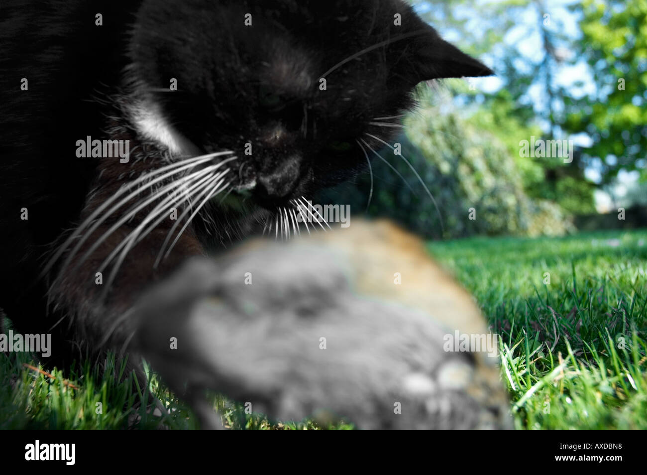 Black cat playing with a mouse hi-res stock photography and images - Alamy