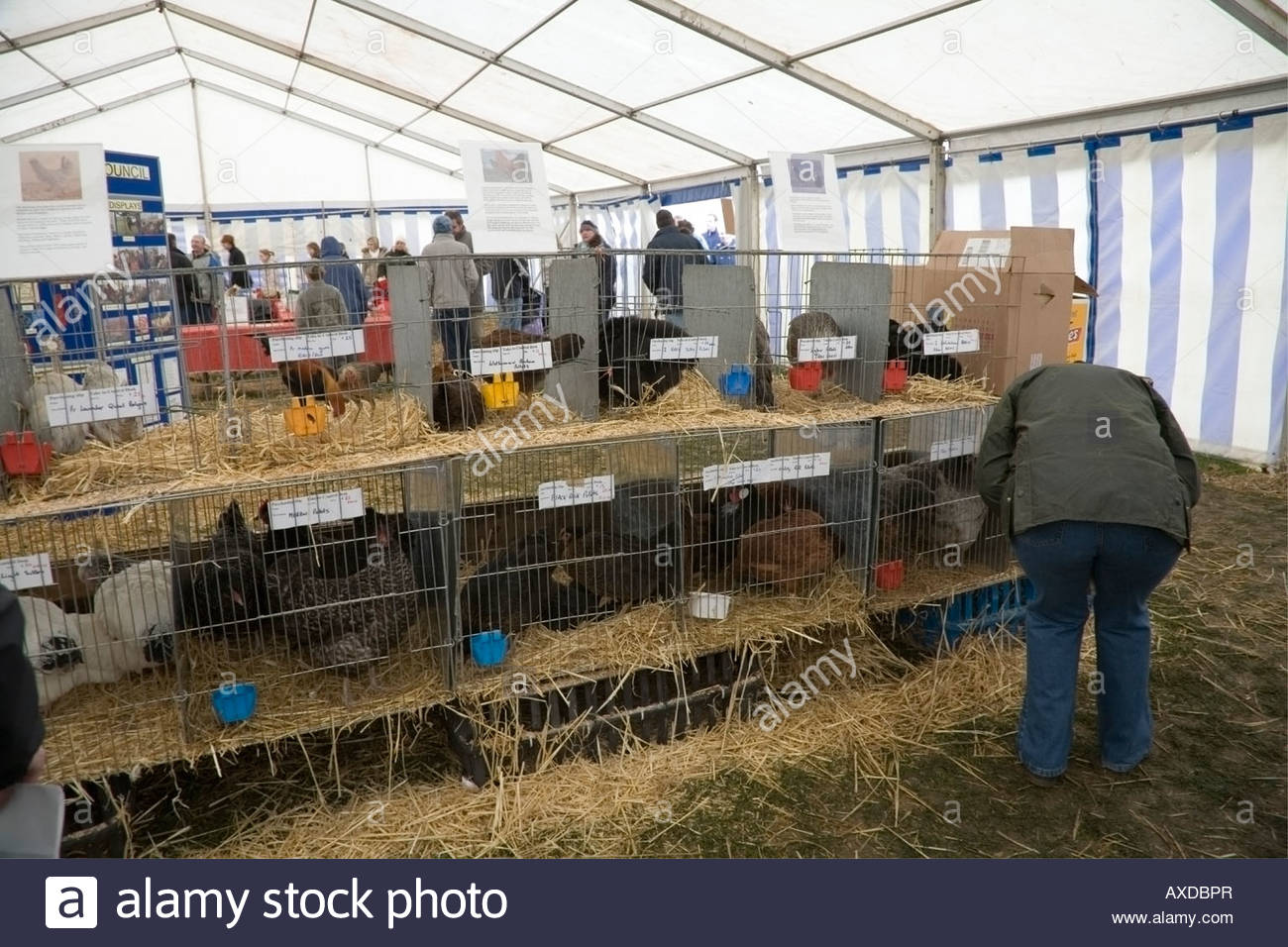 Poultry Show Cages High Resolution Stock Photography and Images Alamy