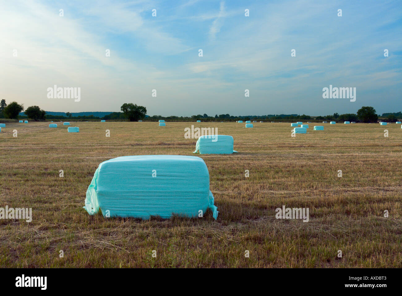 Bales in field Stock Photo