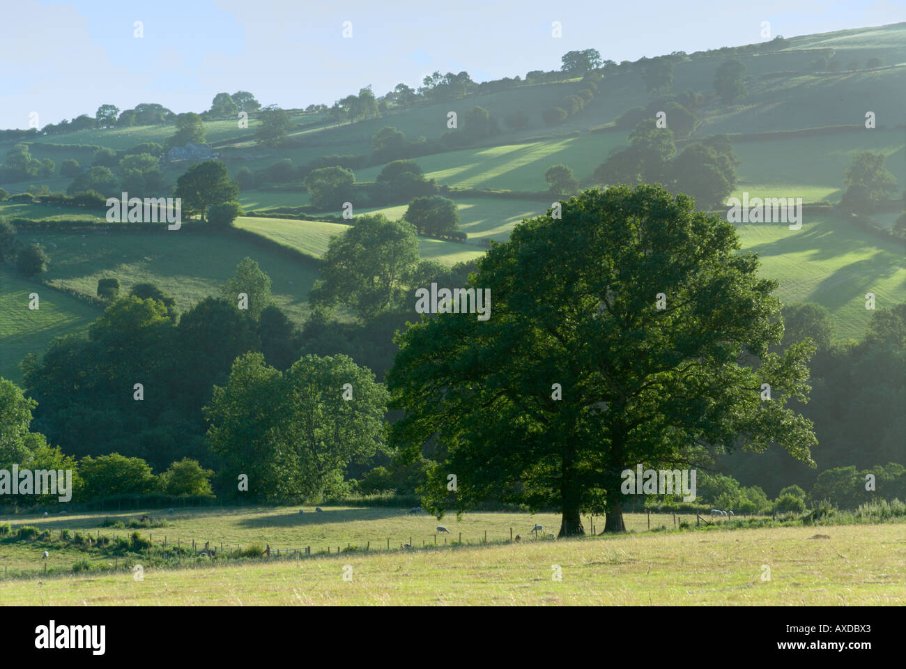 Landscape at Cregrina Stock Photo