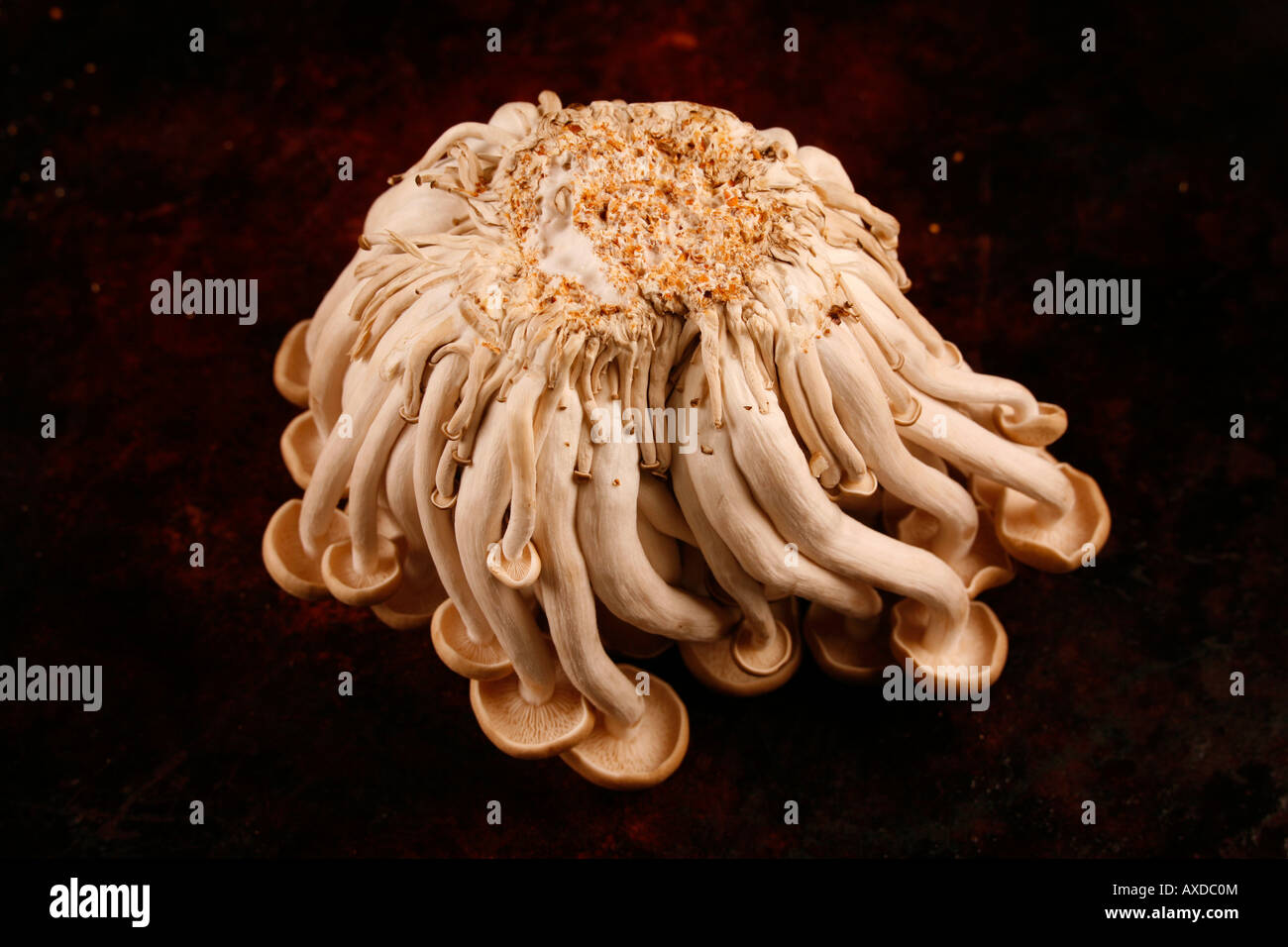 Bunch of brown beech mushrooms Stock Photo - Alamy