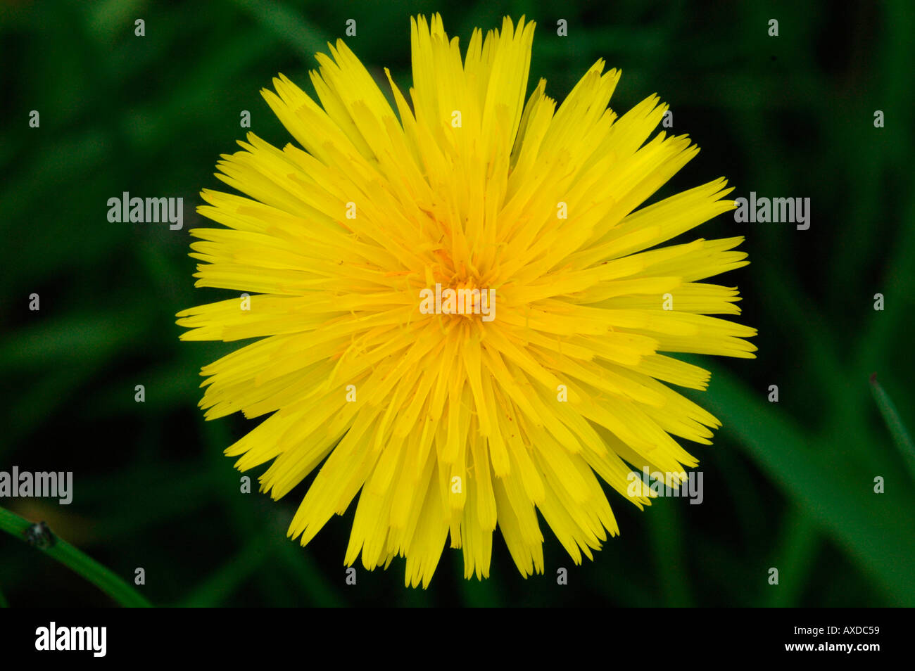Yellow flower of common cat s ear Stock Photo Alamy