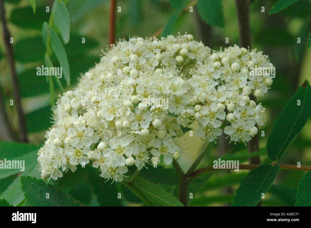 Mountain Ash flowers Stock Photo Alamy