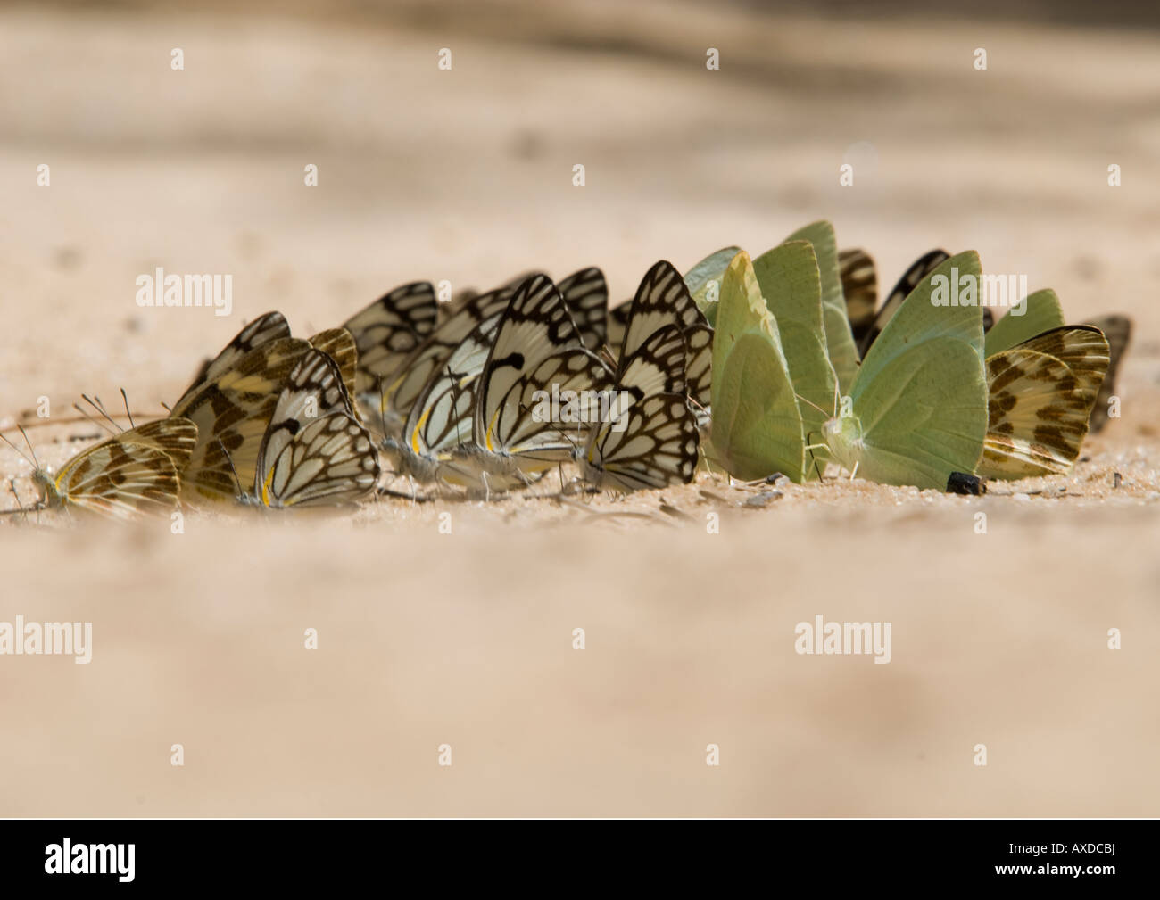 A group of butterflies sitting on the ground and taking up moisture in the Kalahari desert Stock Photo