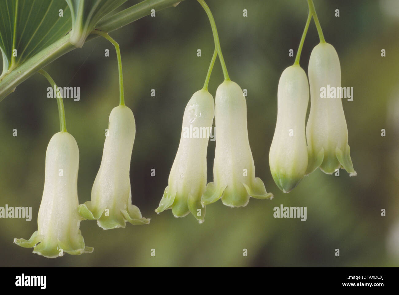 Polygonatum multiflorum (Solomon's seal) White and green pendent flowers on stem. Stock Photo