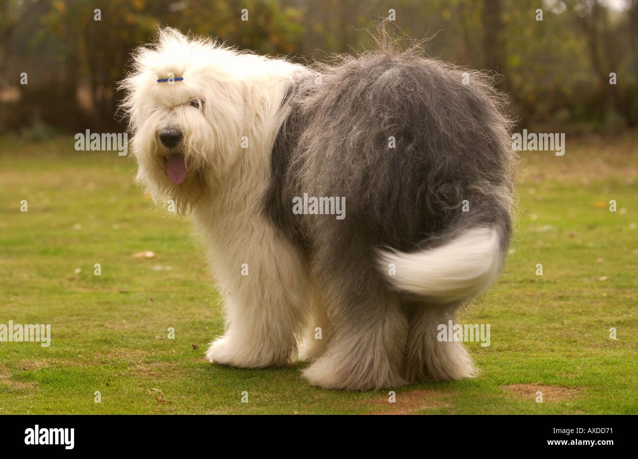 Old english sheepdog garden hires stock photography and images Alamy