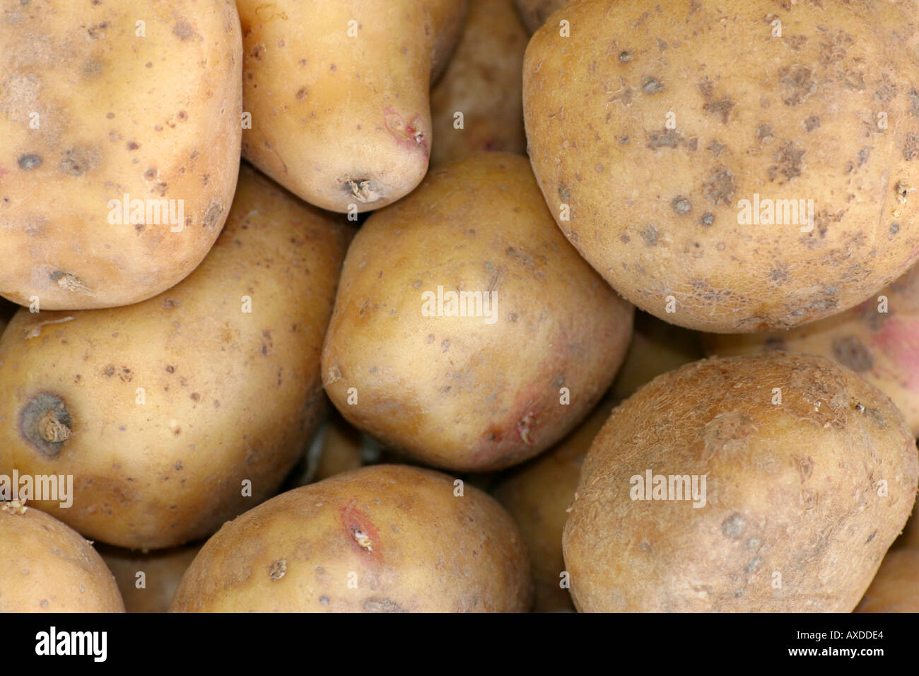 King Edward potatoes Stock Photo Alamy