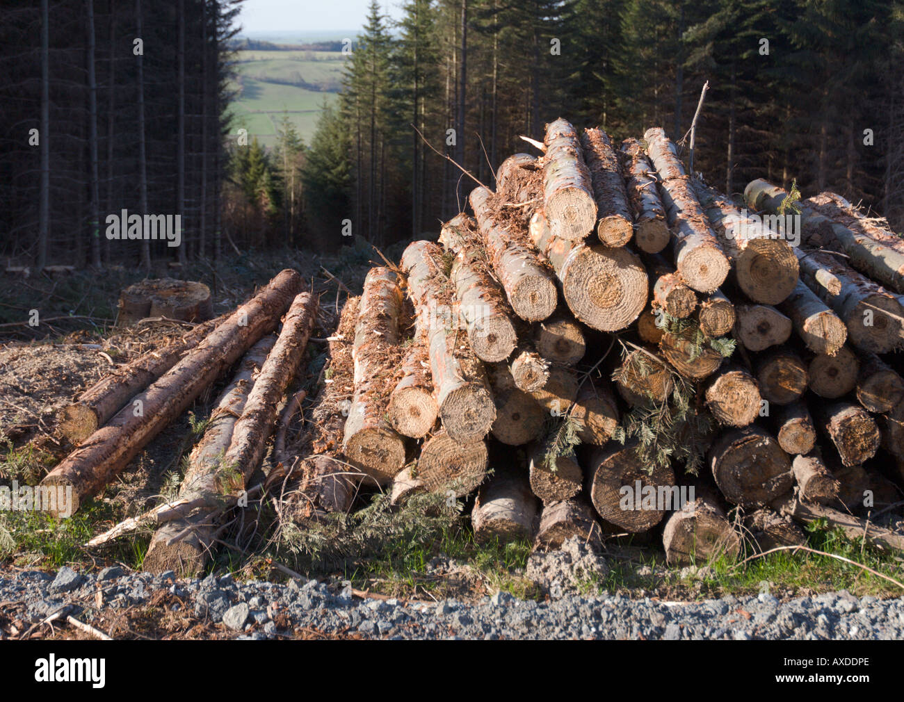 Forestry work and timber felling in Powys Stock Photo Alamy
