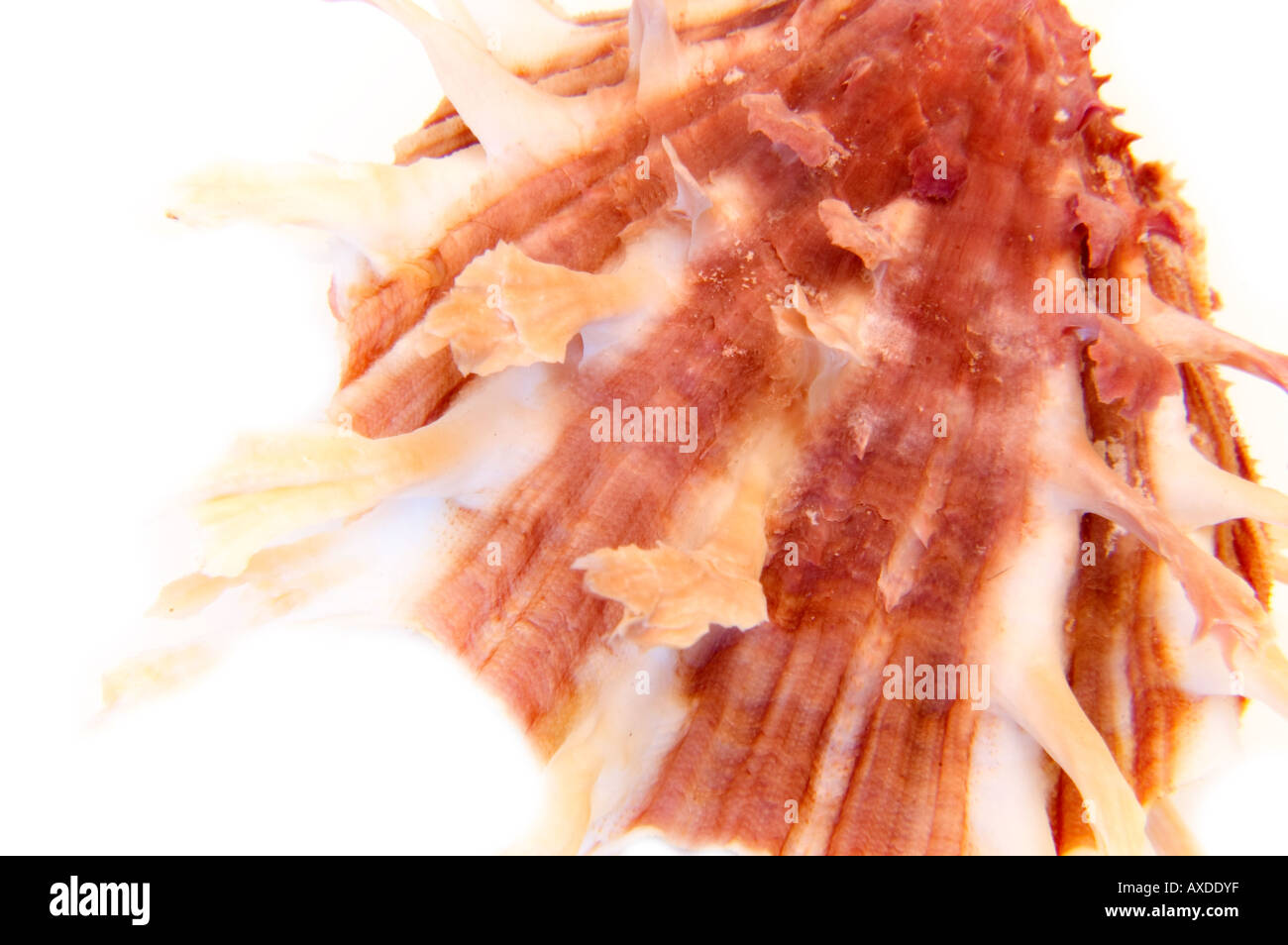 White Background Shell shell white background Stock Photo - Alamy