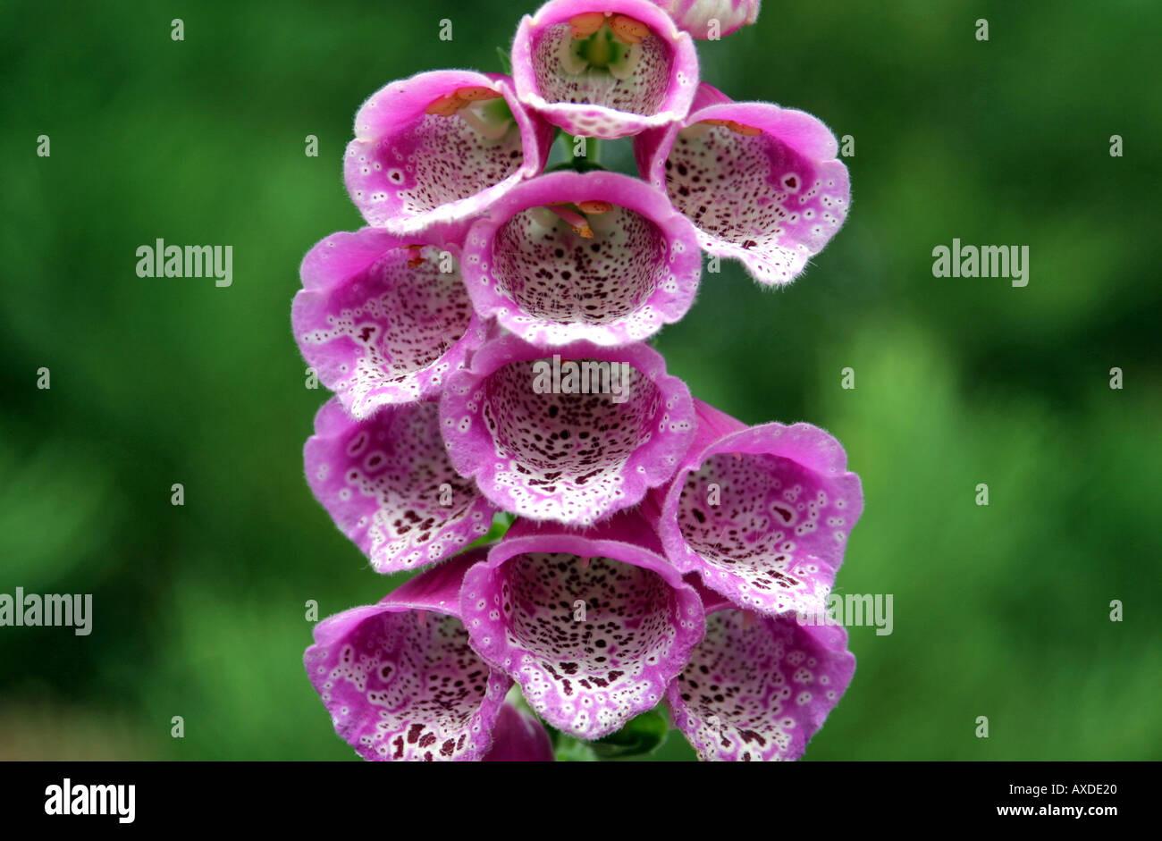 Cluster of upright flowers hi-res stock photography and images - Alamy
