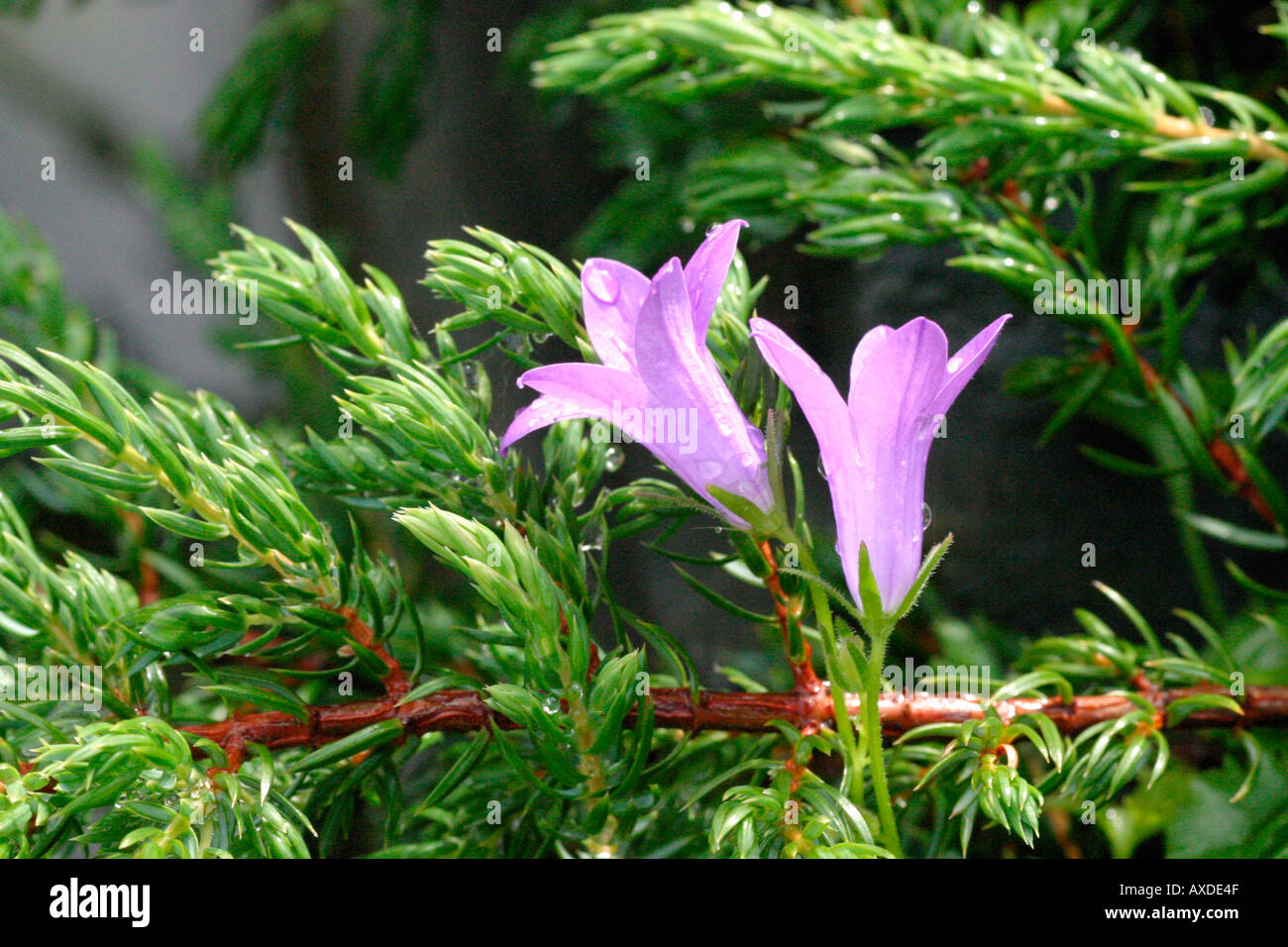Flowers after rain Stock Photo Alamy