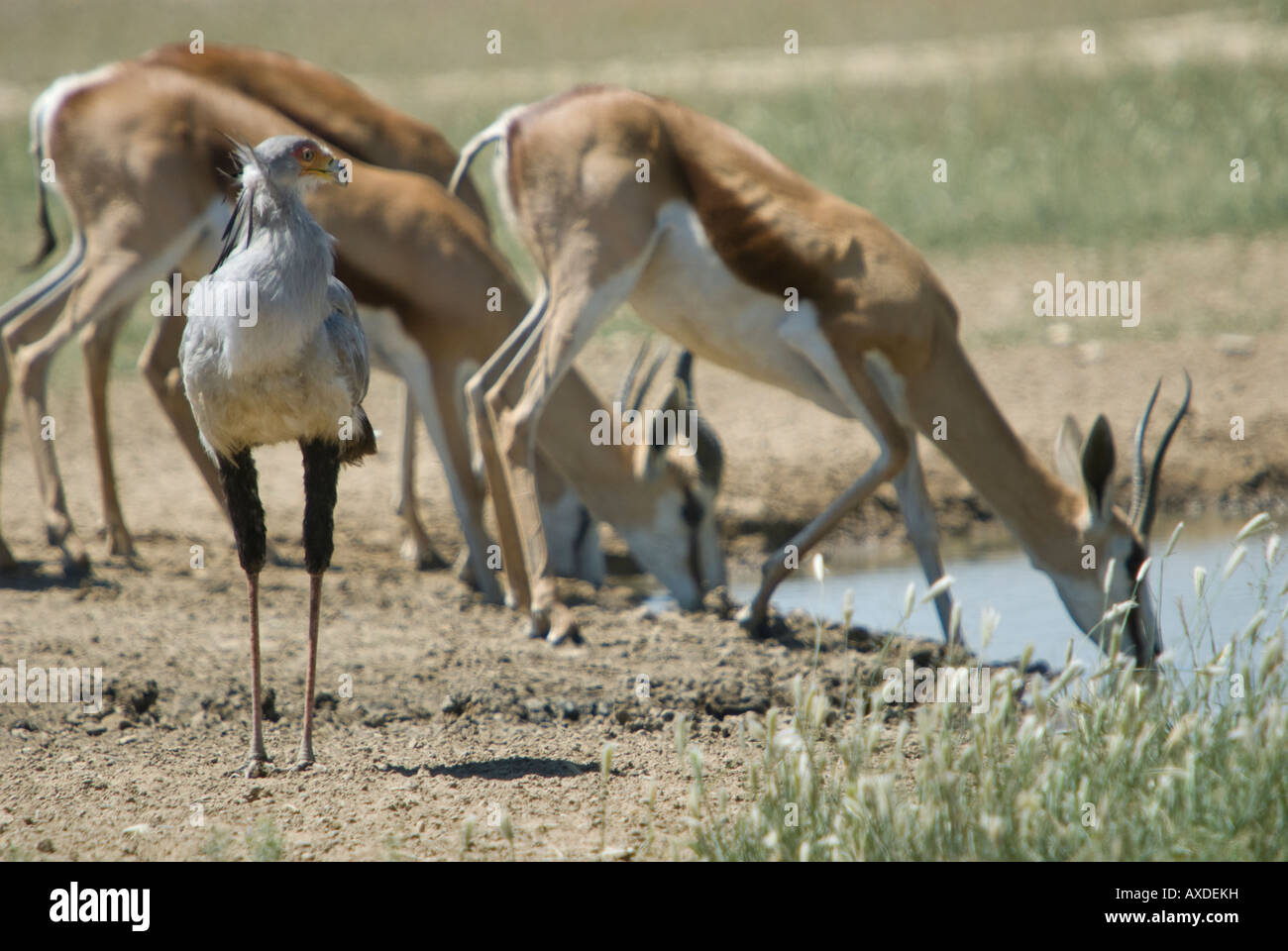 A secretary bird glances over it's shoulder as springbok drink from a