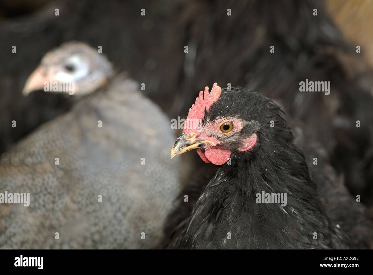 Chickens on a Poultry Farm Stock Photo