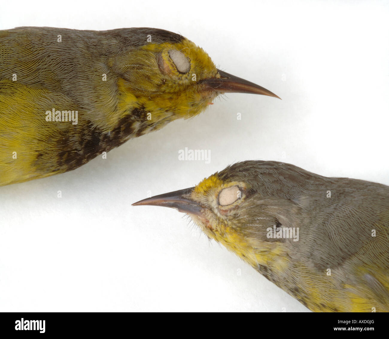 Extinct bird, Vermivora bachmanii, Bachman s Warbler, Yale Peabody Museum collection Stock Photo