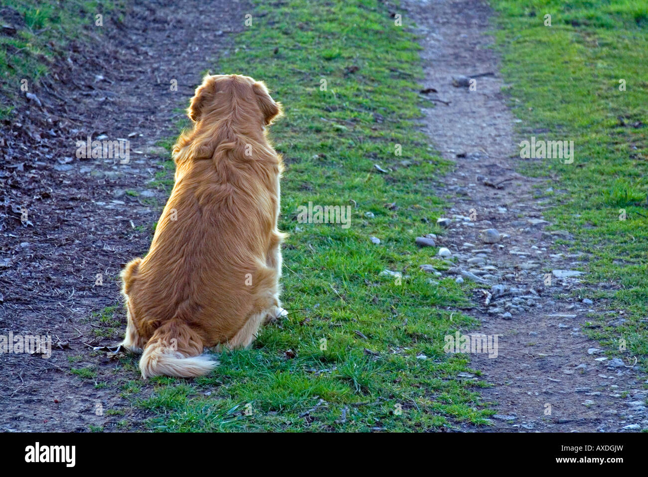 Golden retriever waiting for the owner Stock Photo - Alamy