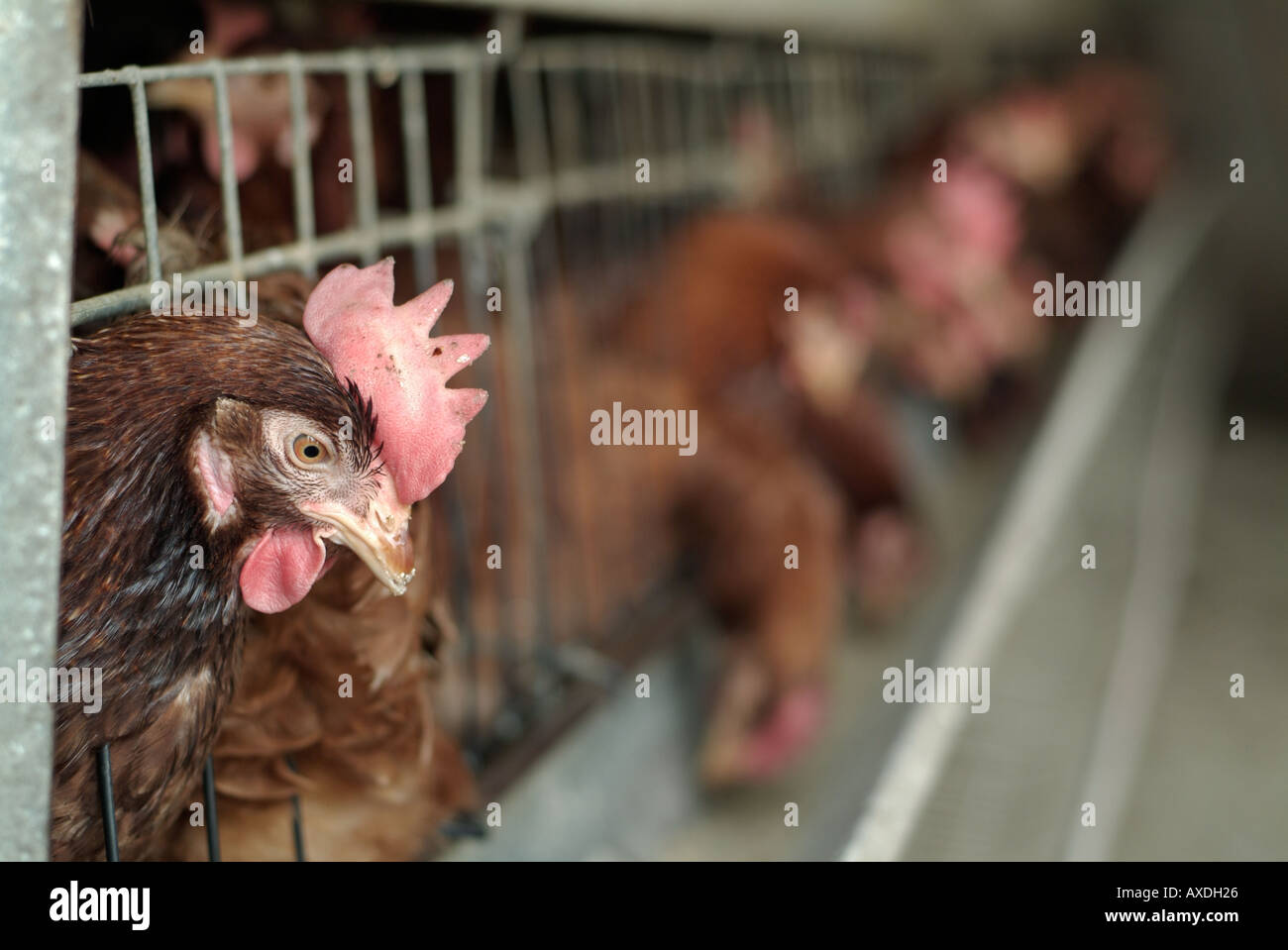 Battery hens hires stock photography and images Alamy