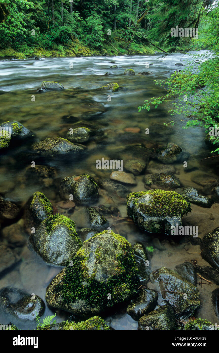 The Salmon River flows through old growth forest in Mount Hood National