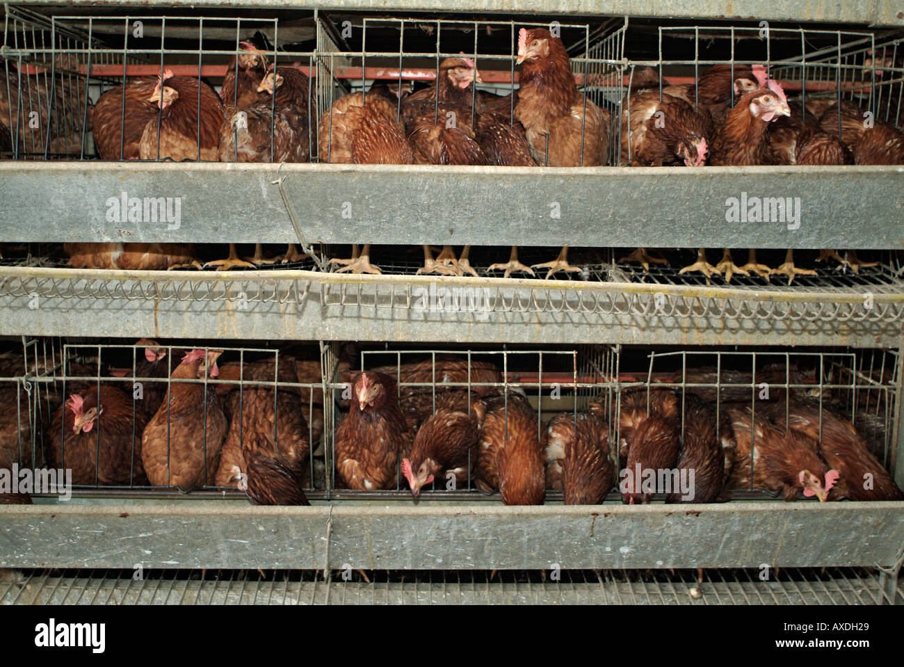 Battery hens hires stock photography and images Alamy