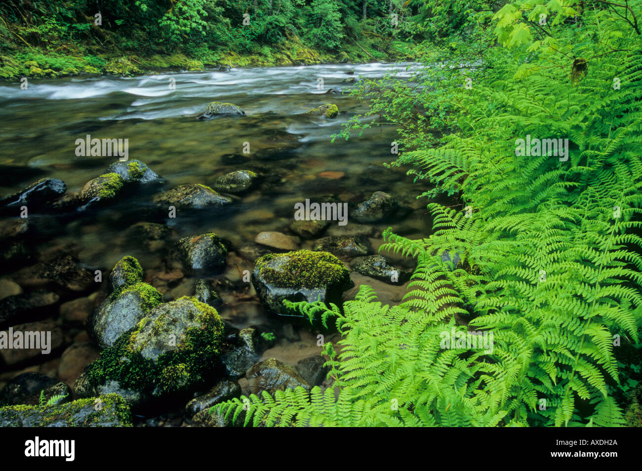 The Salmon River flows through old growth forest in Mount Hood National
