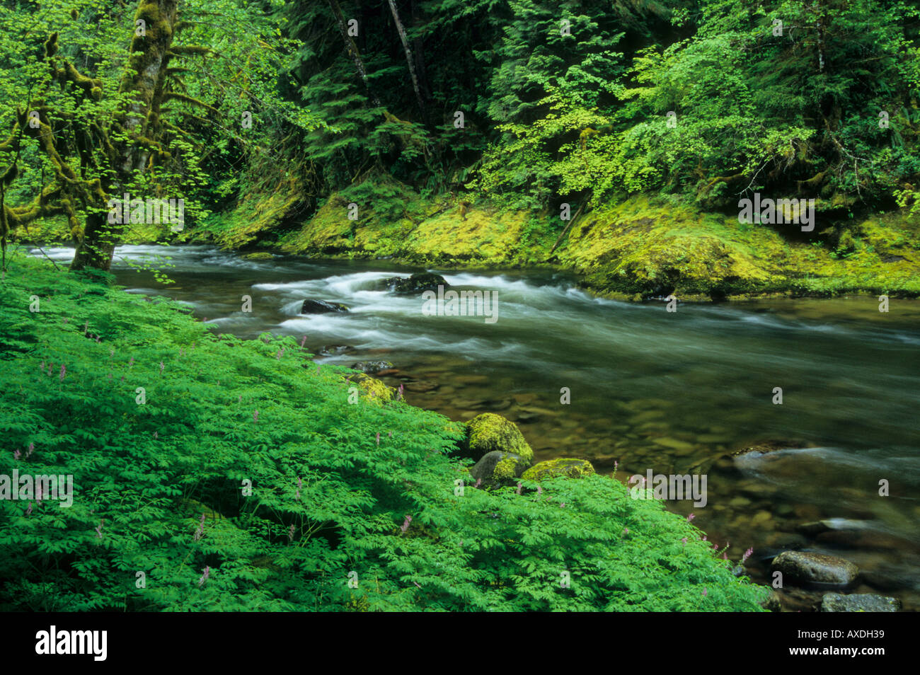 The Salmon River flows through old growth forest in Mount Hood National