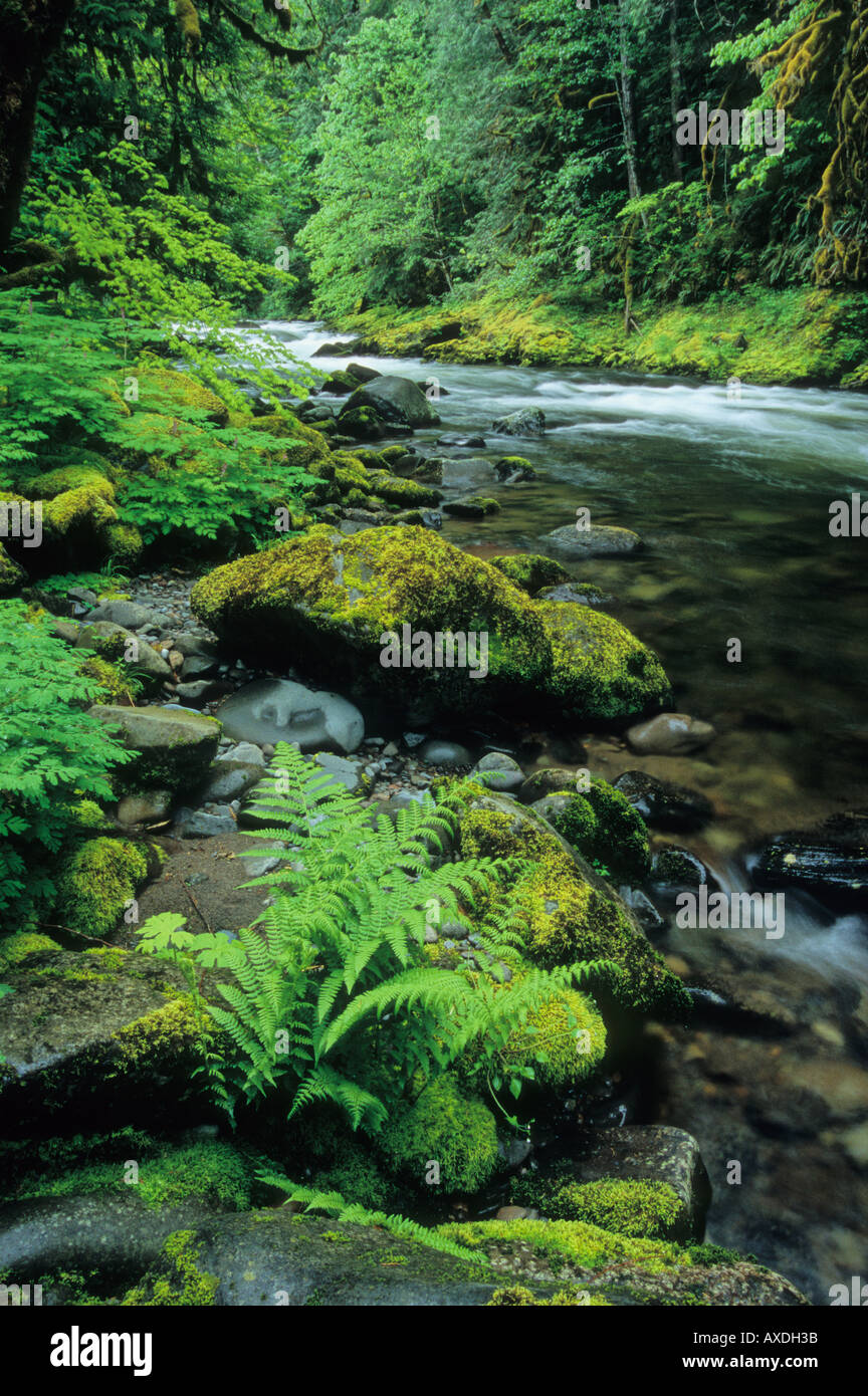 The Salmon River flows through old growth forest in Mount Hood National