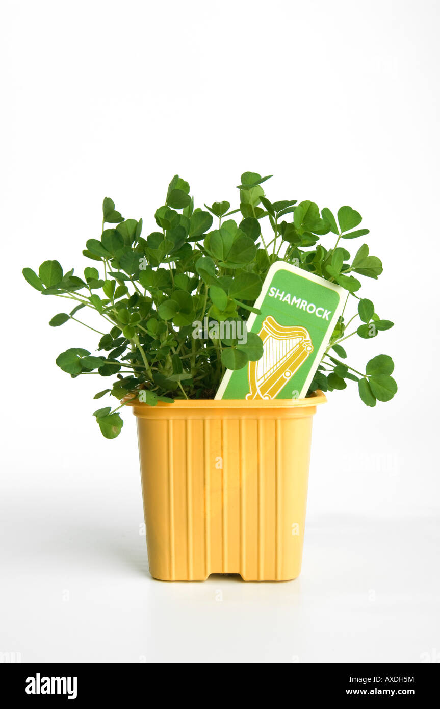 Shamrock, the emblem of St Patrick and Ireland, worn on the lapel on St.Patrick's Day, March 17th Stock Photo