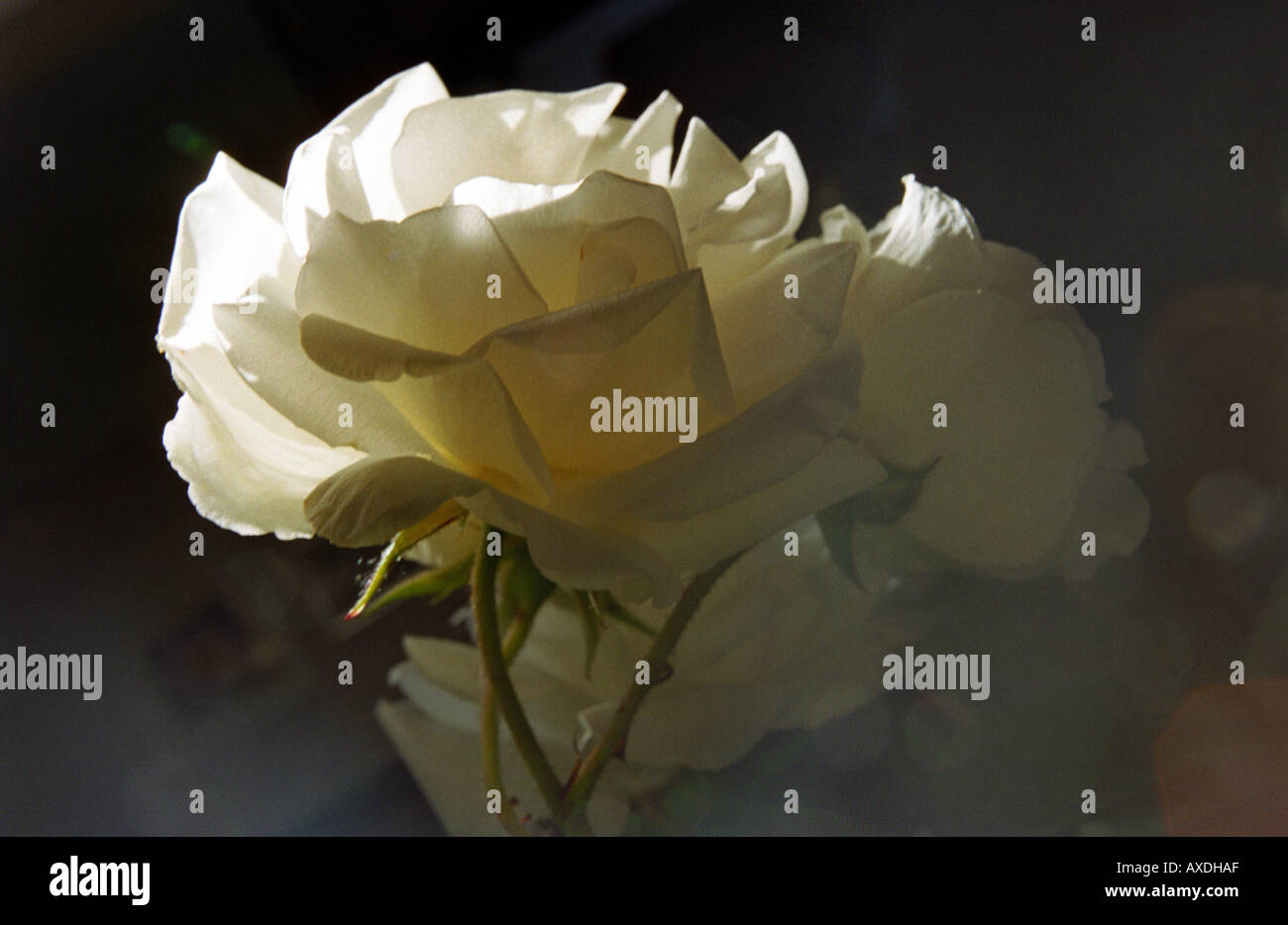 white roses, low key image Stock Photo - Alamy