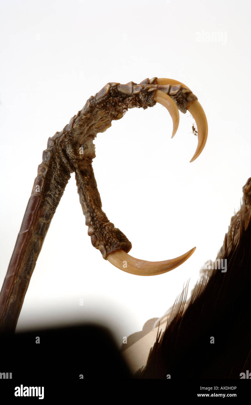 Extinct bird, Heteralocha acutirostris, Huia, Yale Peabody Museum collection, YPM 14730 Stock Photo