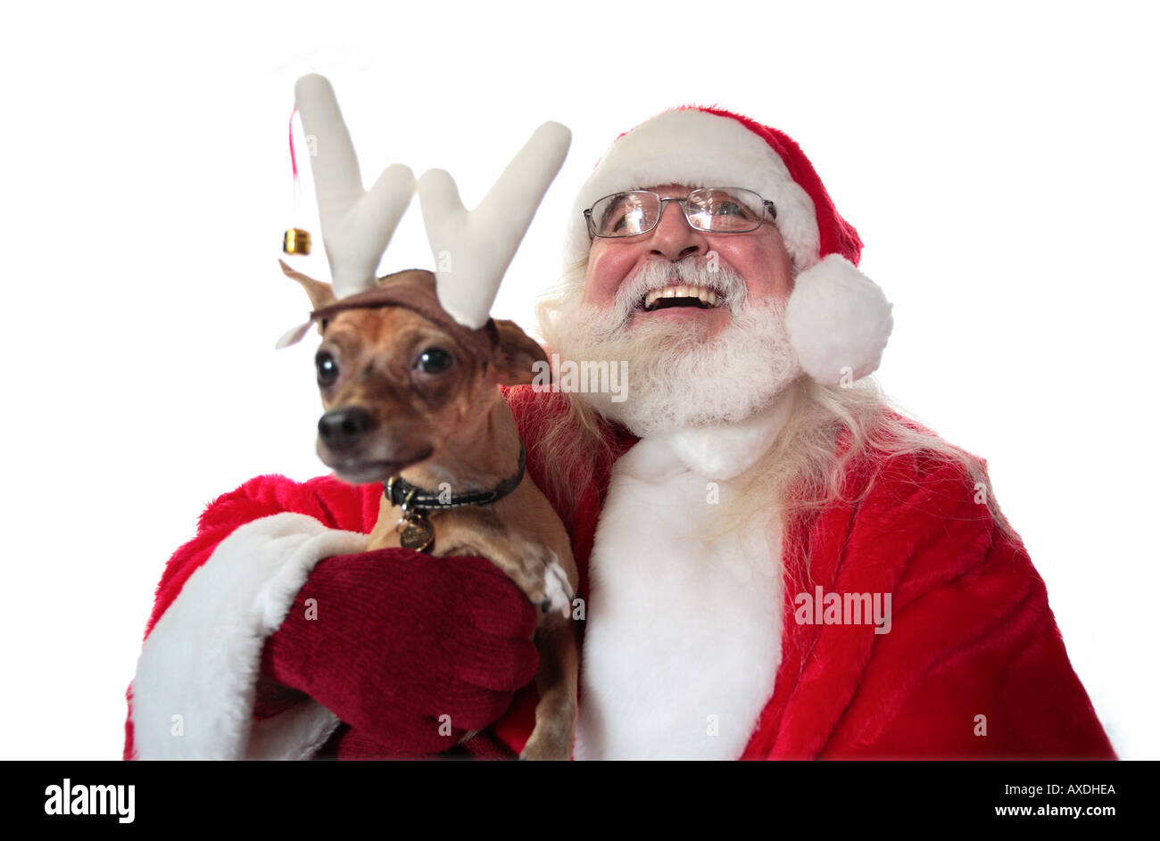 Santa with a Funny Small Dog Stock Photo