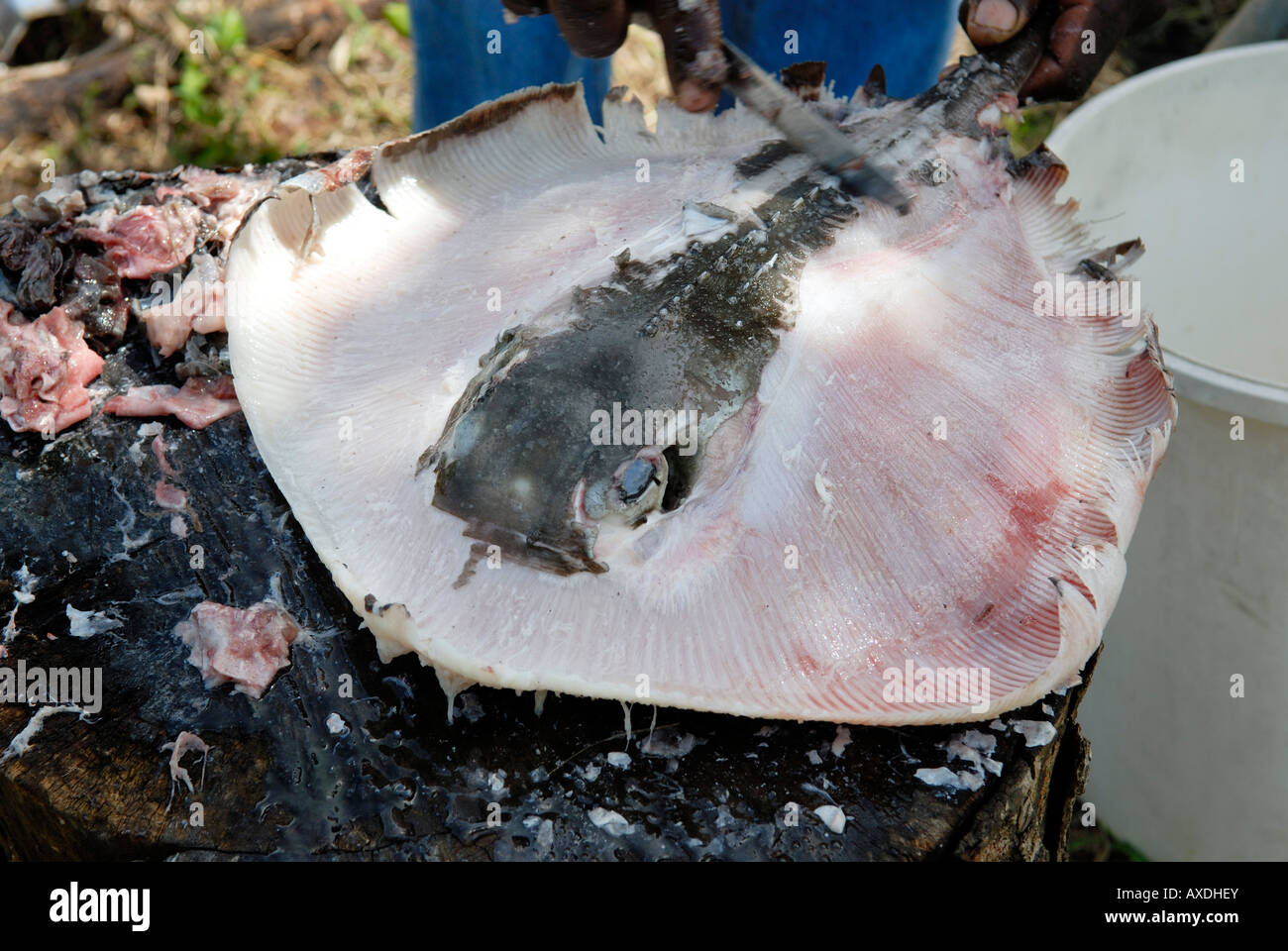 fisherman cutting ray fish for stew (court bouillon) cooked on open fire barbecue, creole cuisine Stock Photo
