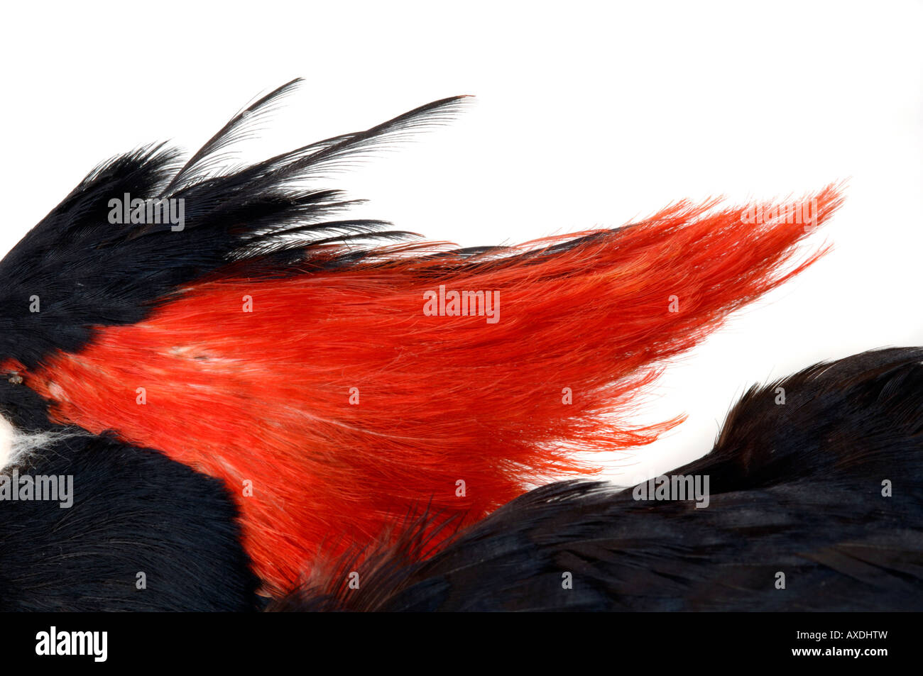 Extinct bird, Campephilus imperialis, Imperial Woodpecker, YPM 58534