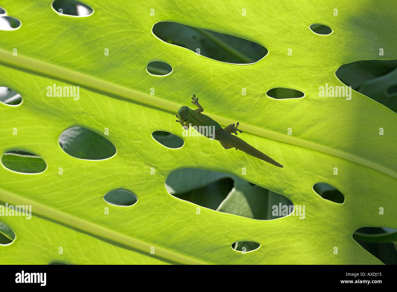 Holes and Gecko Looking up Stock Photo Alamy