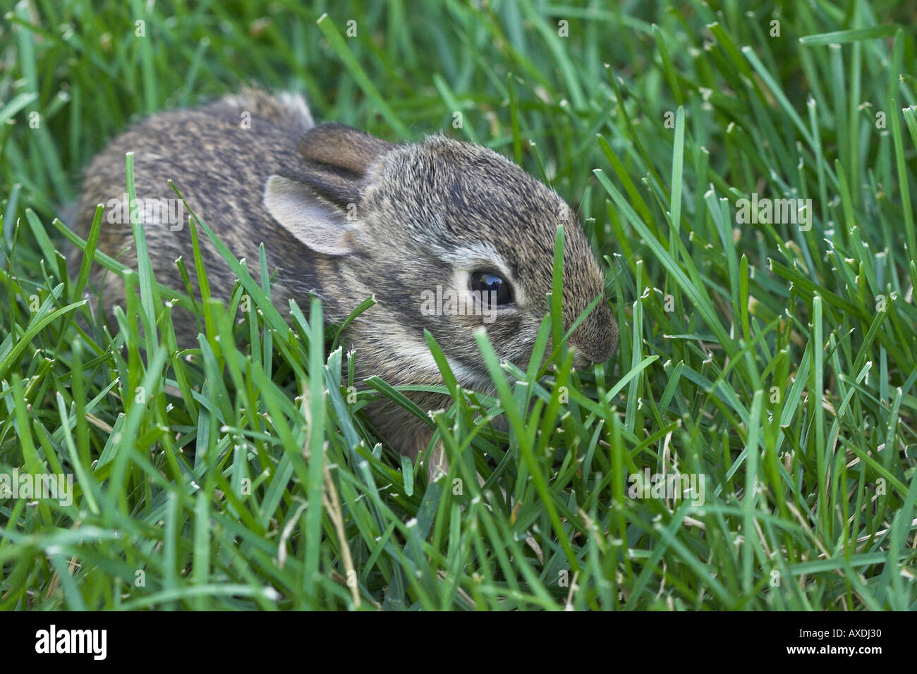 Baby Bunny in the Grass (1) A new born rabbit surrounded by blades of ...