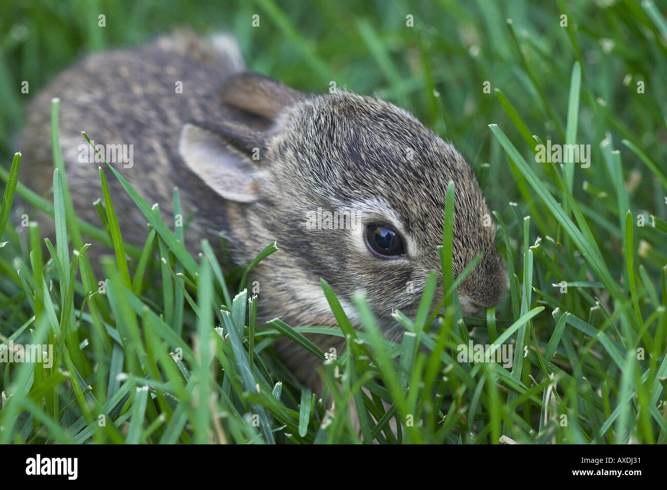 Baby Bunny in the Grass (2) A new born rabbit surrounded by blades of ...