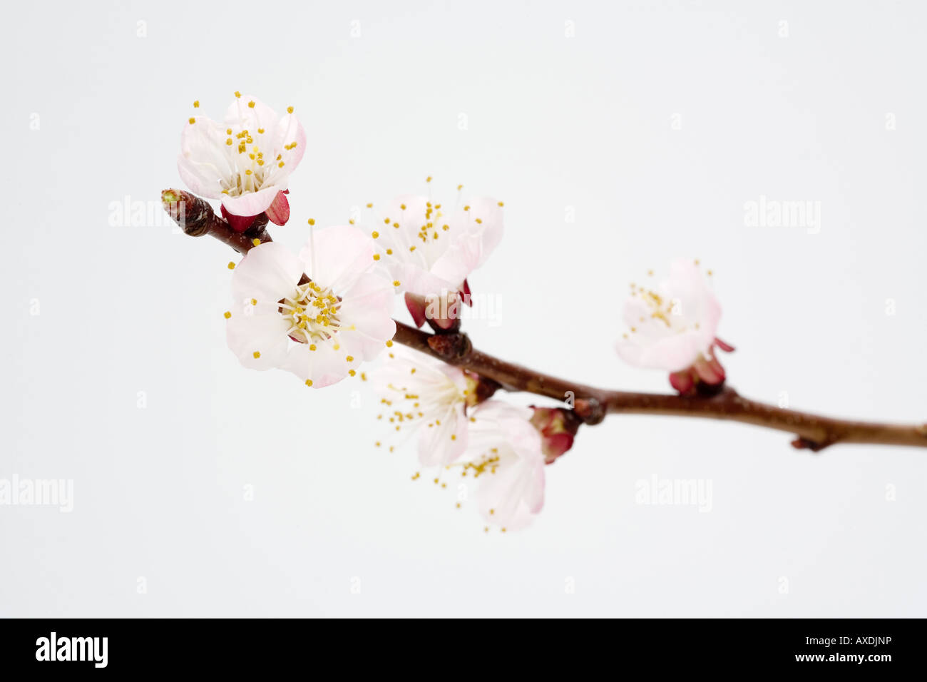 pink flowers isolated on white background Stock Photo - Alamy