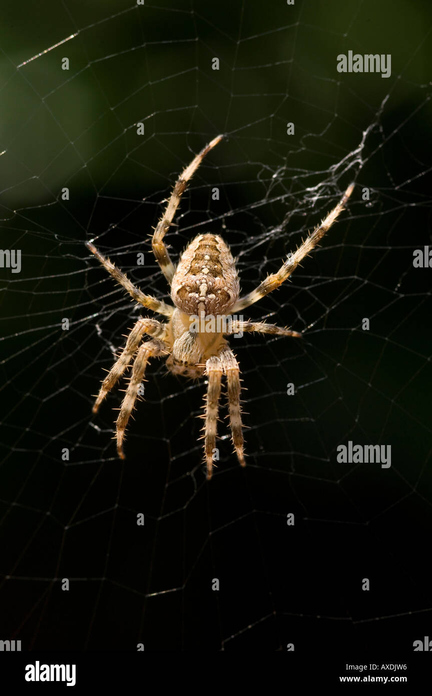 Close up of a large common garden spider (araneus diadematus) aka cross ...
