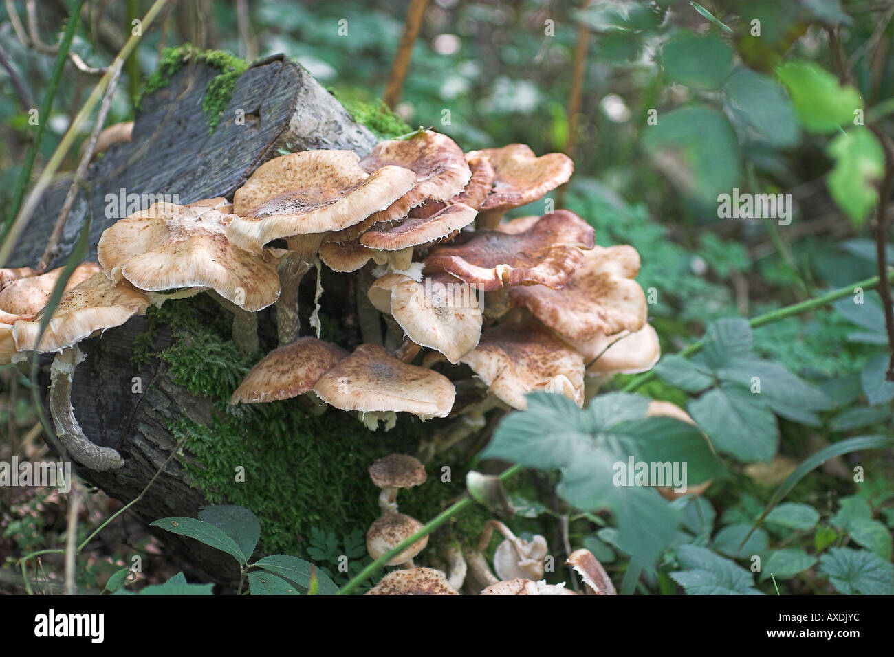 Bracket fungus on rotting tree stump. Stock Photo