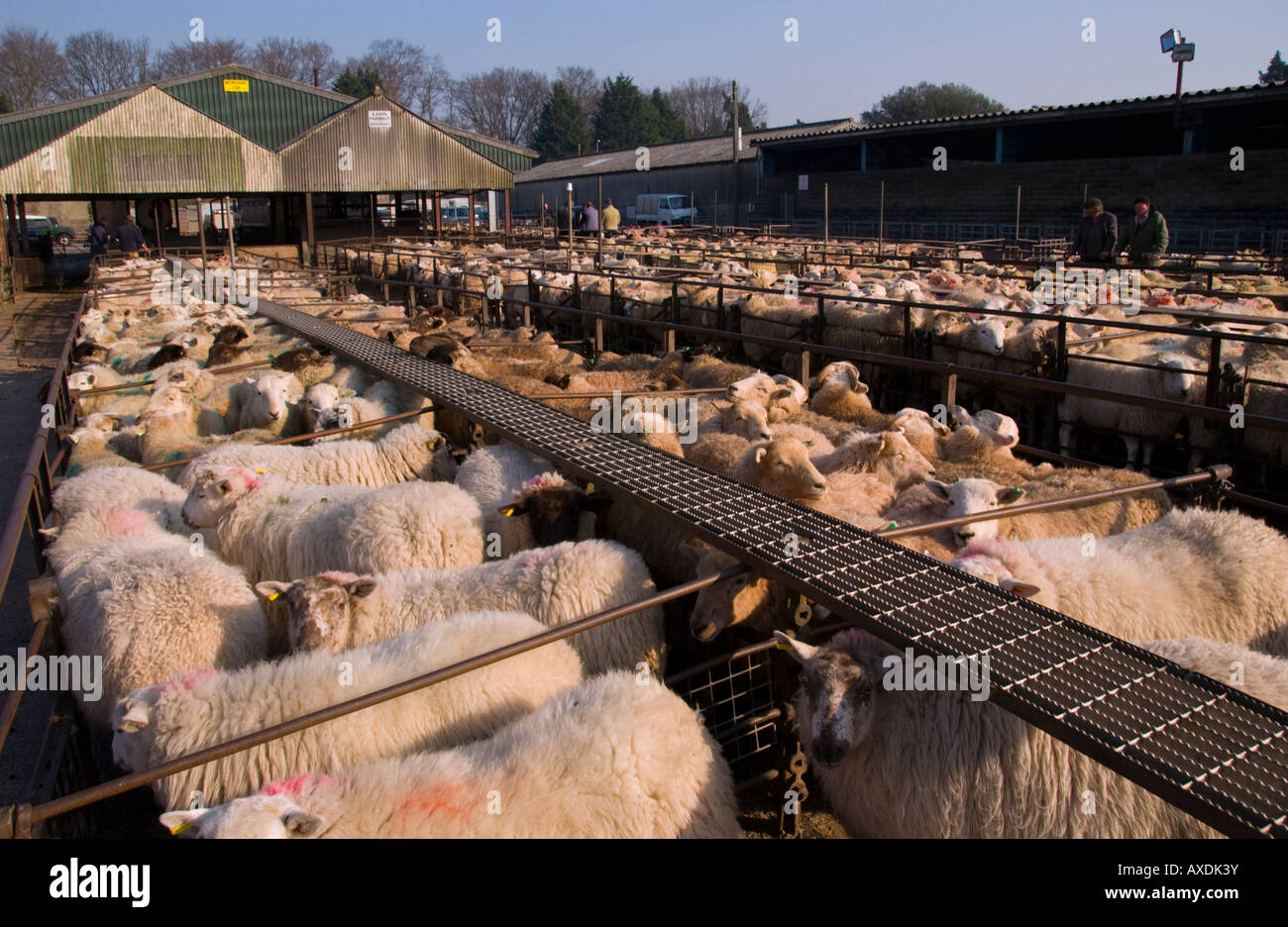 Penned sheep at the weekly livestock auction at Abergavenny Market