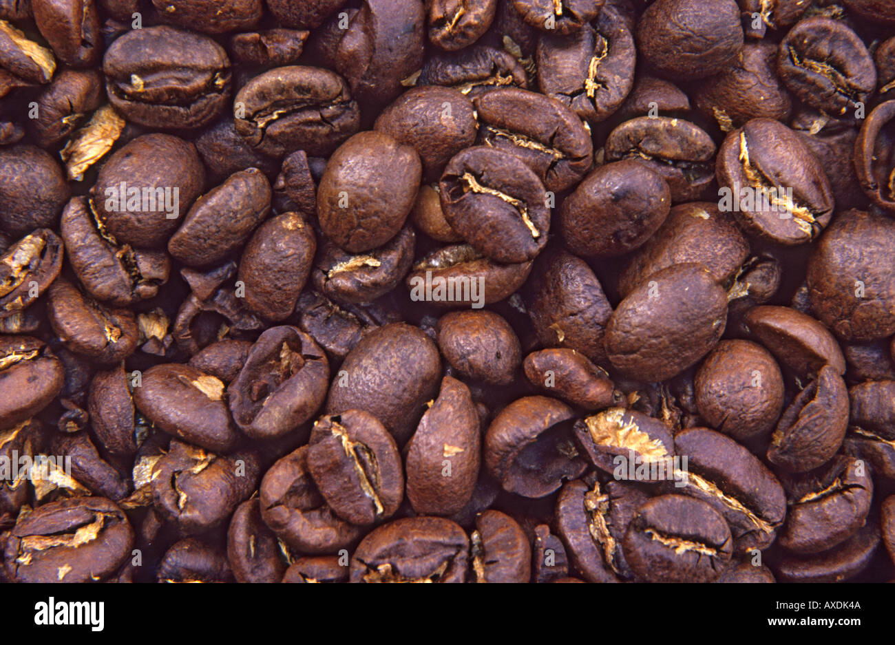Roasted Kenyan coffee beans close up Stock Photo Alamy
