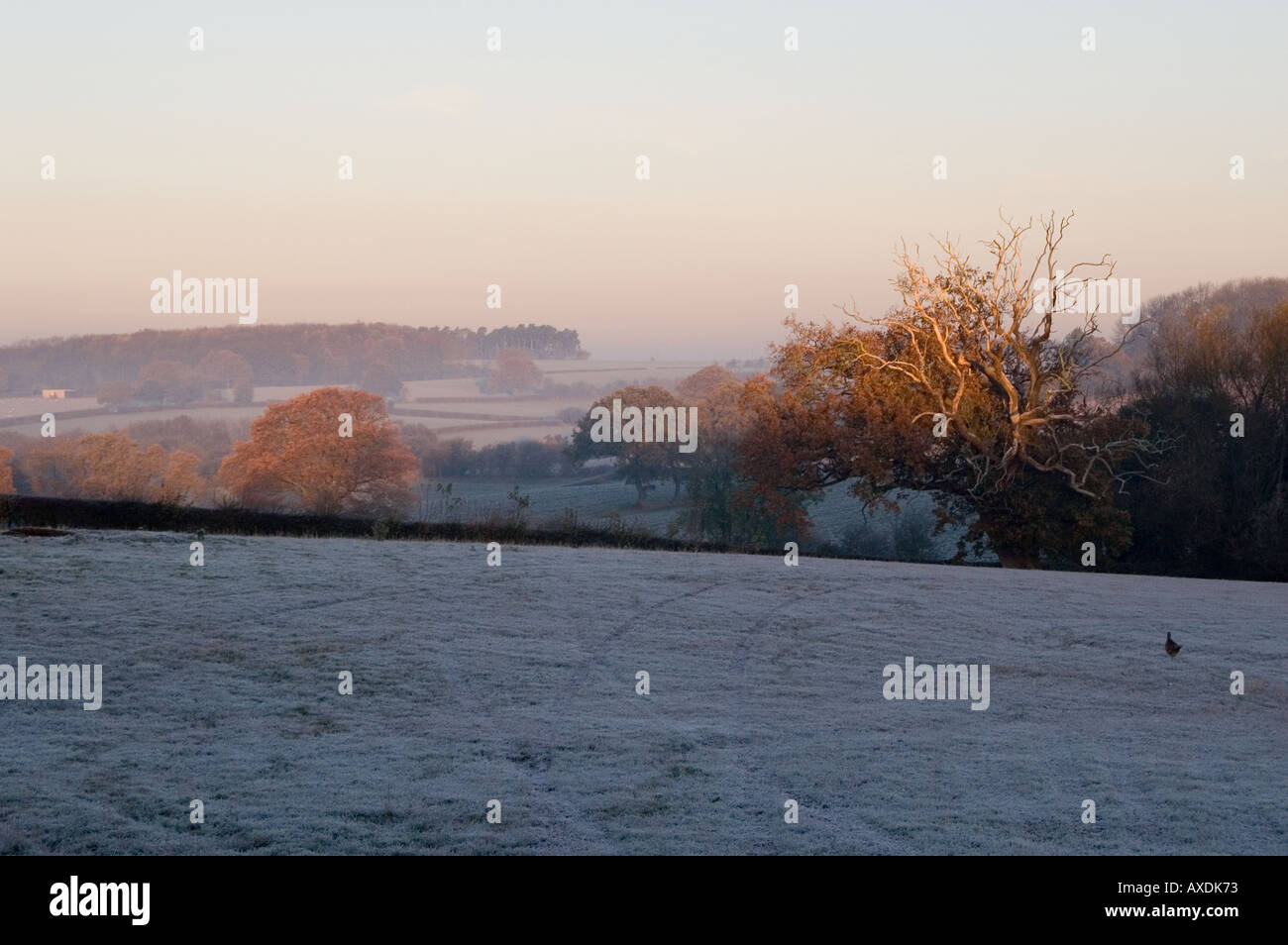 Early morning frost and mist Herefordshire Stock Photo