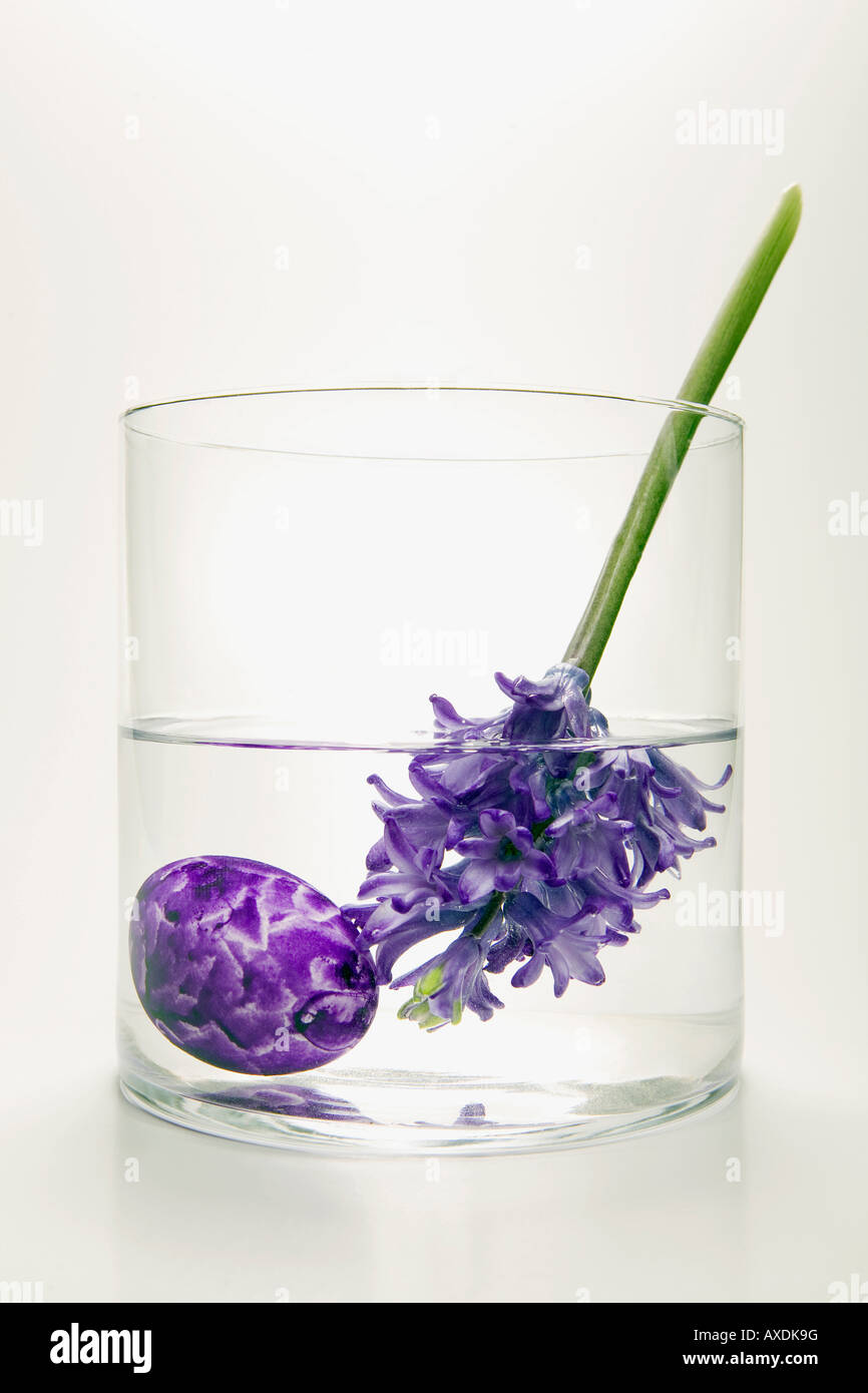 Hyacinths in flower vase, (Hyacinthus Stock Photo Alamy