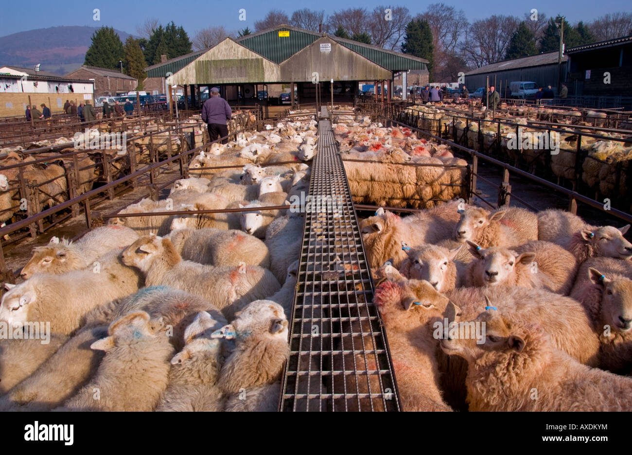 Penned sheep at the weekly livestock auction at Abergavenny Market