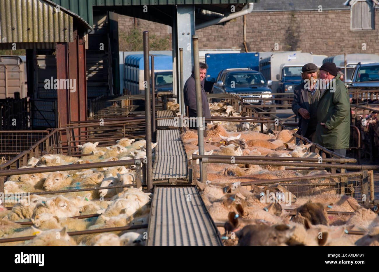 Penned sheep at the weekly livestock auction at Abergavenny Market